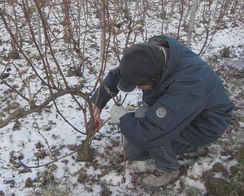 champagne pruning / pré-taille cordon de royat